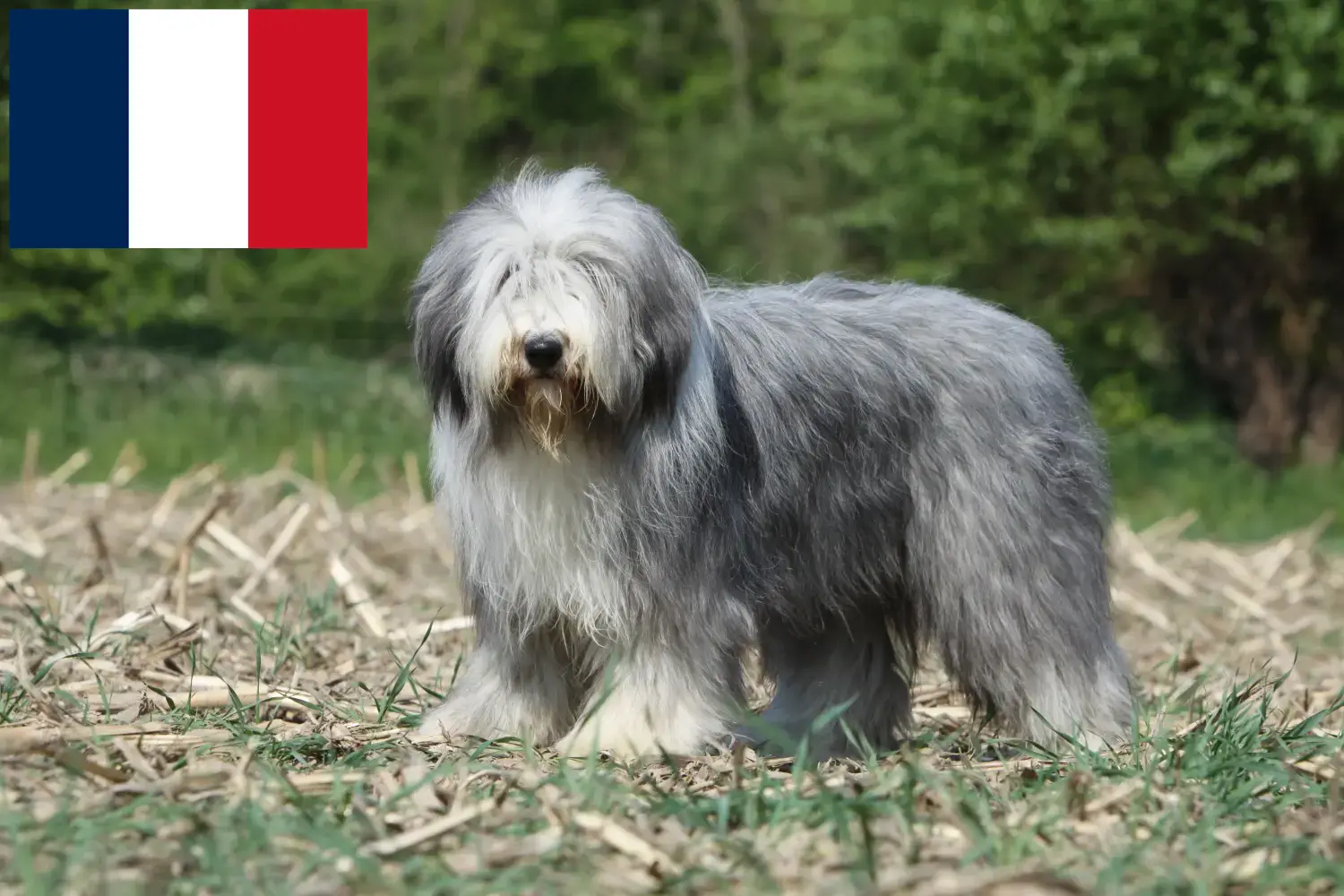 Read more about the article Bearded Collie tenyésztők és kölykök Franciaországban