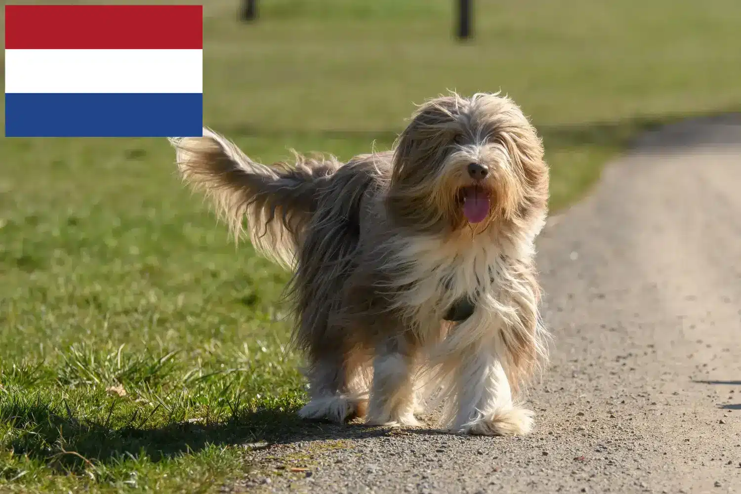 Read more about the article Bearded Collie tenyésztők és kölykök Hollandiában