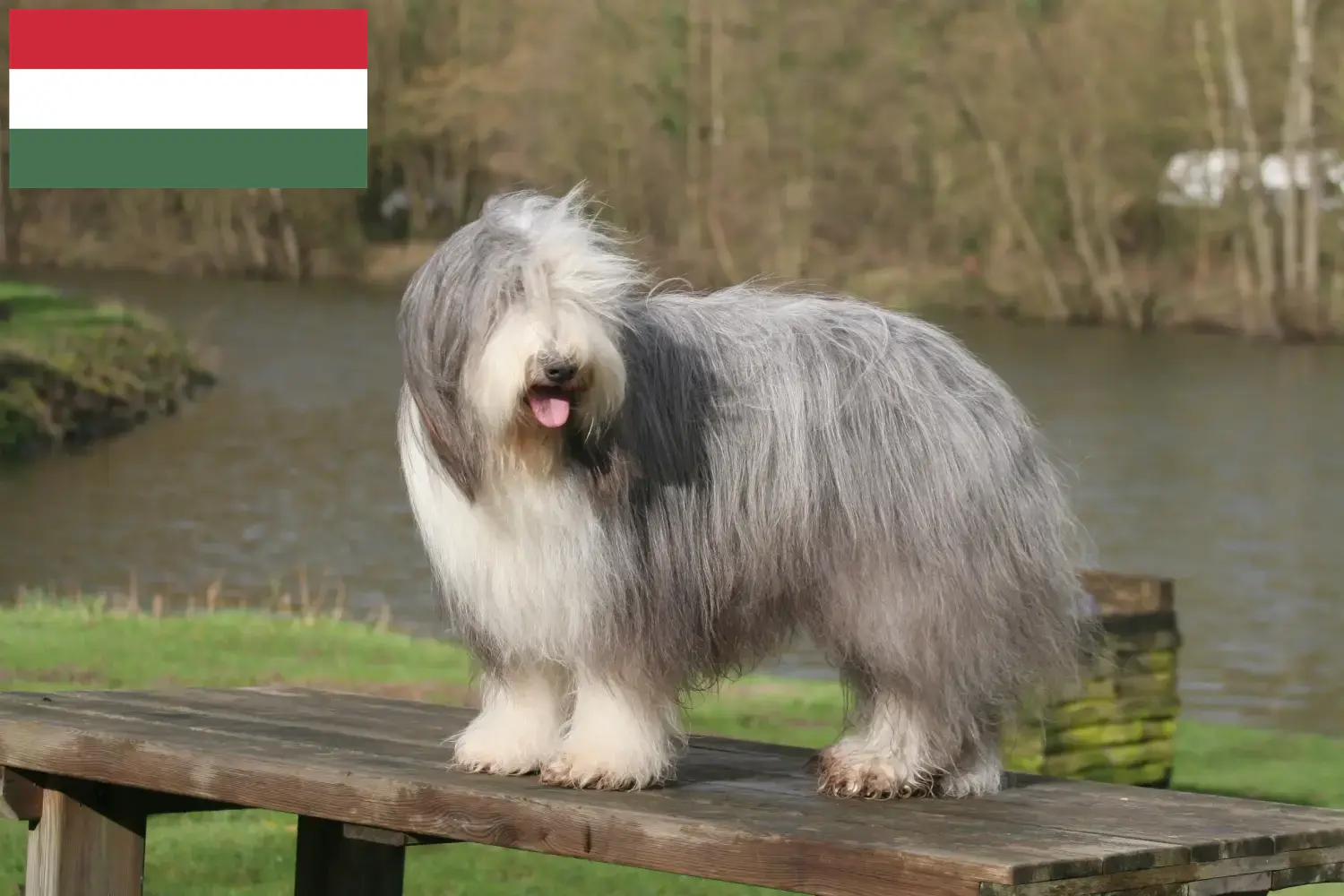 Read more about the article Bearded Collie tenyésztők és kölykök Magyarországon