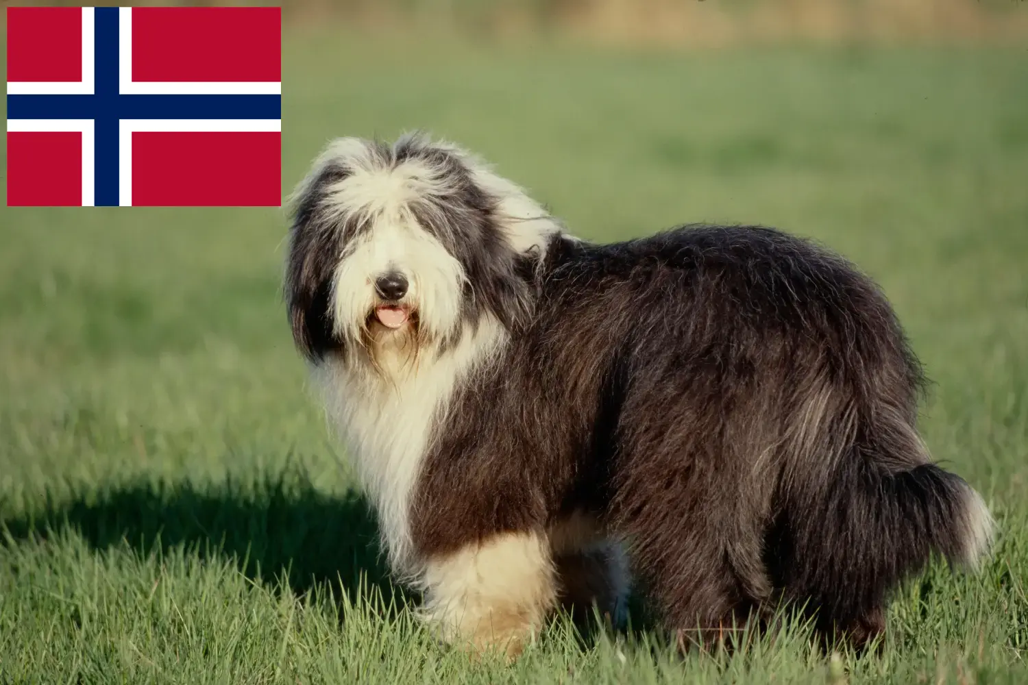 Read more about the article Bearded Collie tenyésztők és kölykök Norvégiában