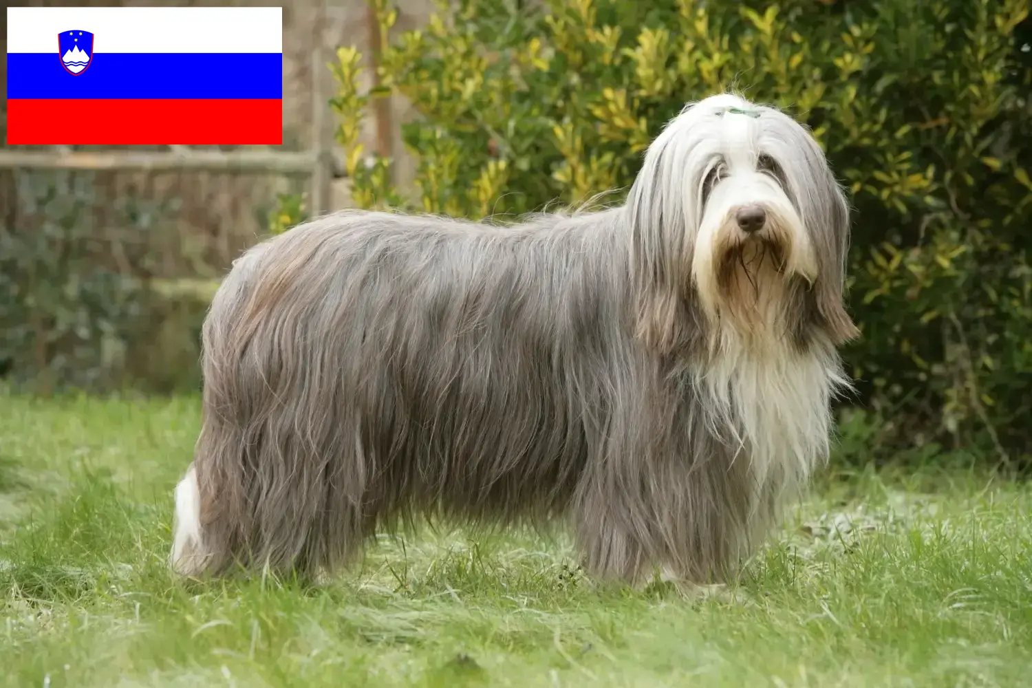 Read more about the article Bearded Collie tenyésztők és kölykök Szlovéniában