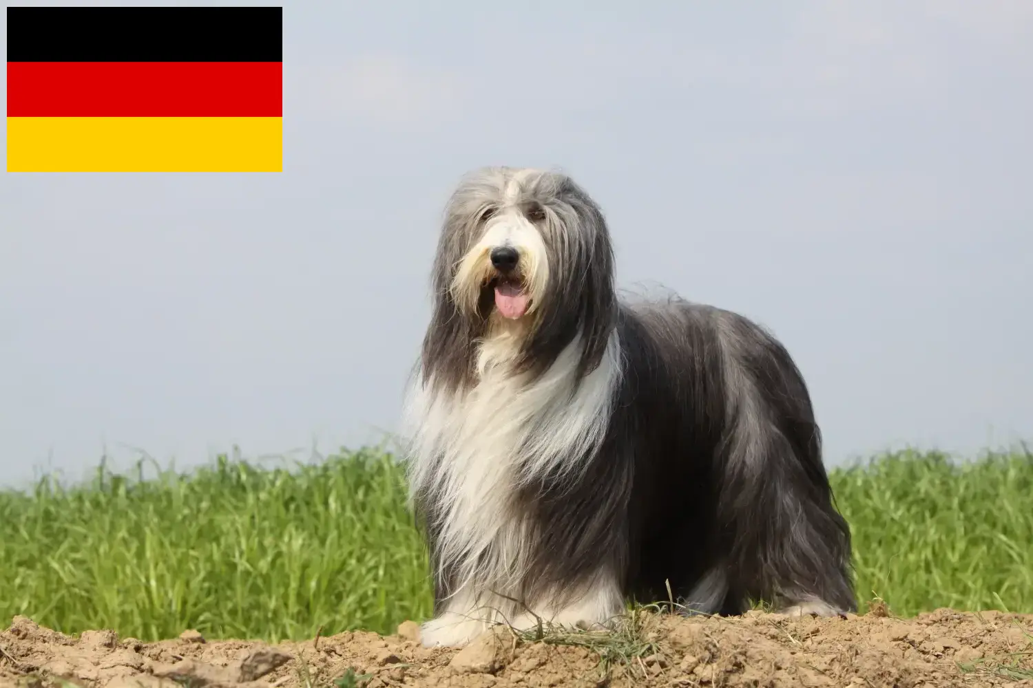 Read more about the article Bearded Collie tenyésztők és kölykök Németországban