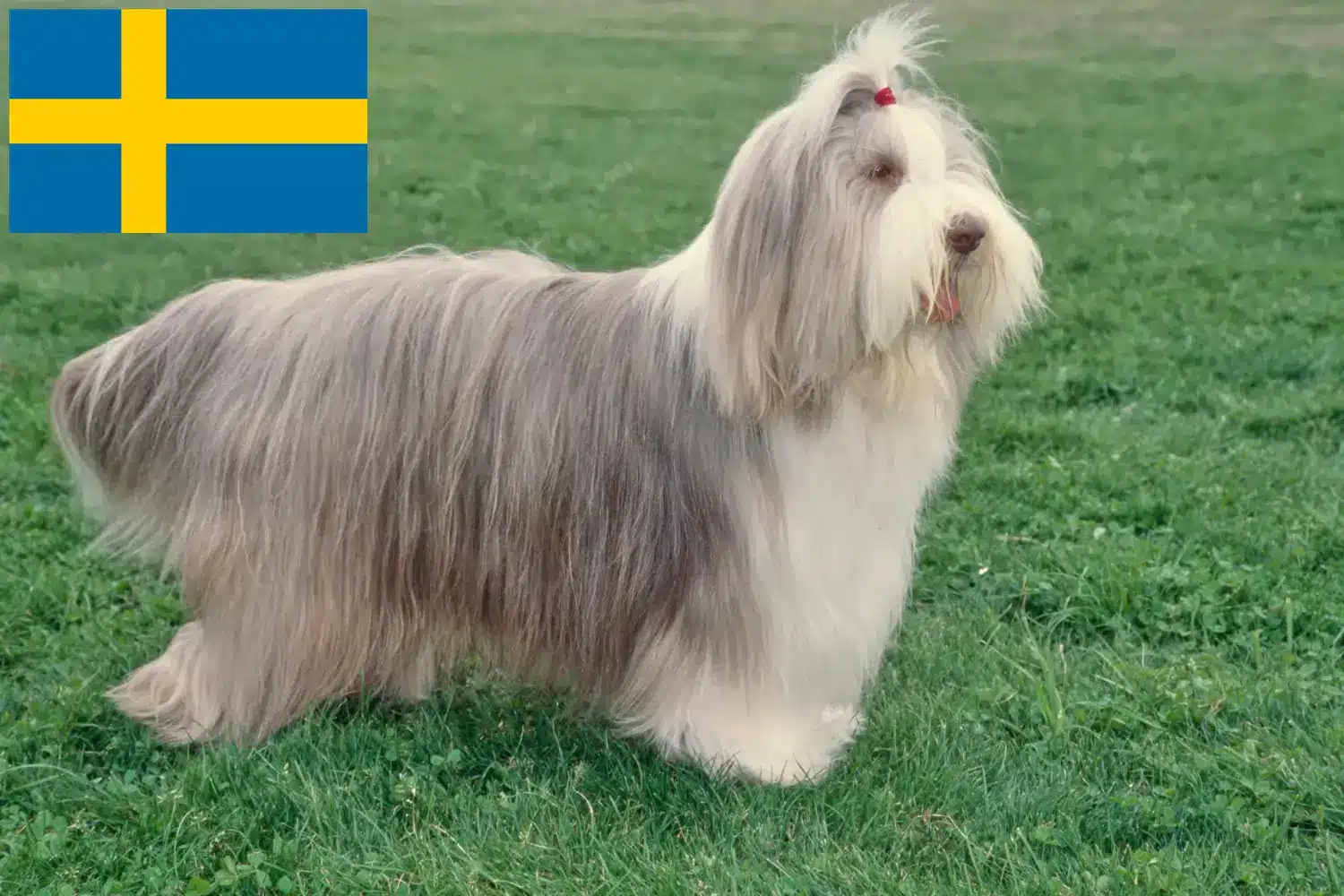 Read more about the article Bearded Collie tenyésztők és kölykök Svédországban