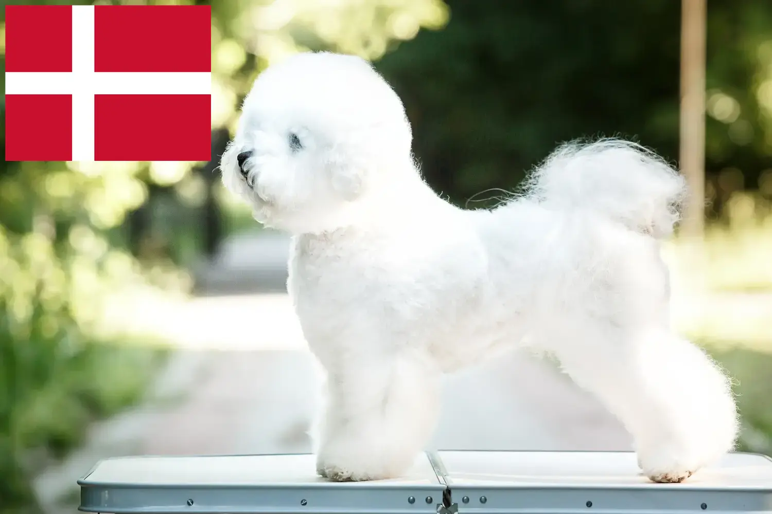 Read more about the article Bichon Frisé tenyésztők és kiskutyák Dánia területén