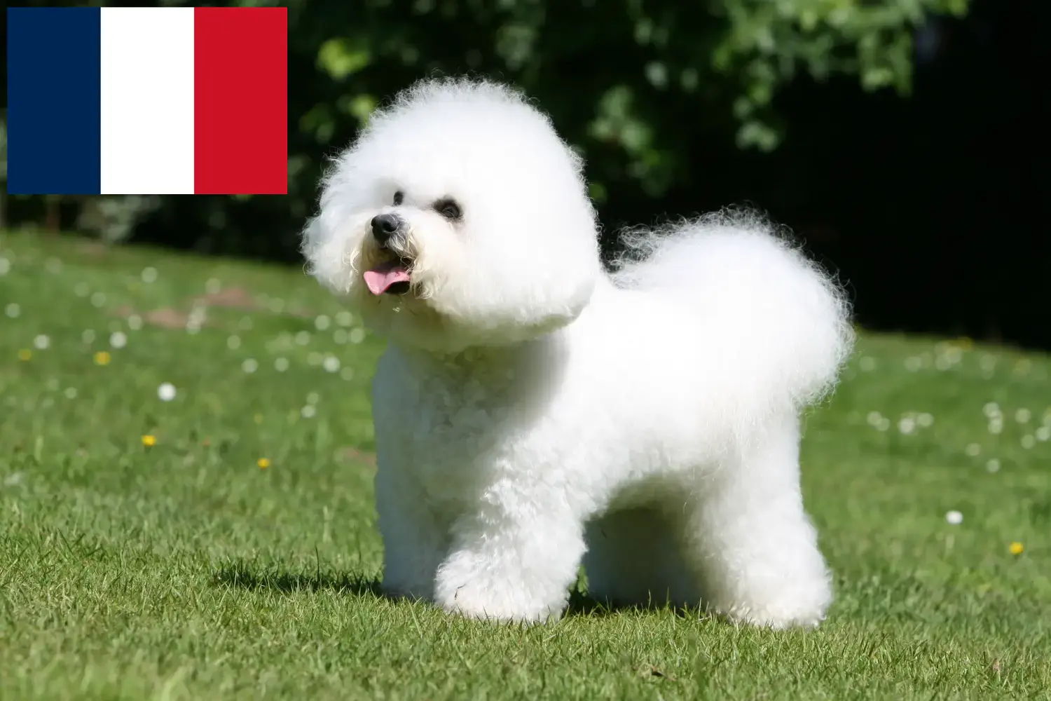 Read more about the article Bichon Frisé tenyésztők és kiskutyák Franciaországban