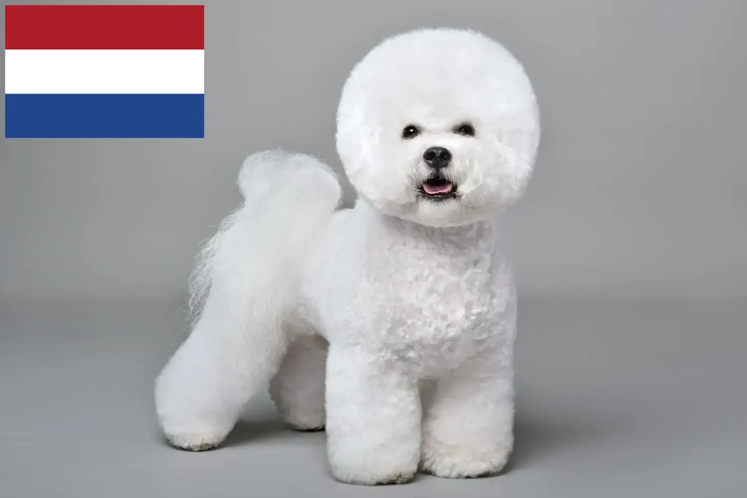 Read more about the article Bichon Frisé tenyésztők és kölykök Hollandiában