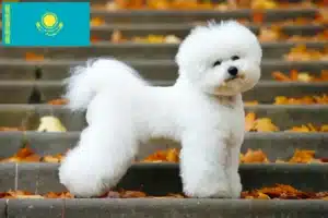 Read more about the article Bichon Frisé tenyésztők és kiskutyák Kazahsztánban