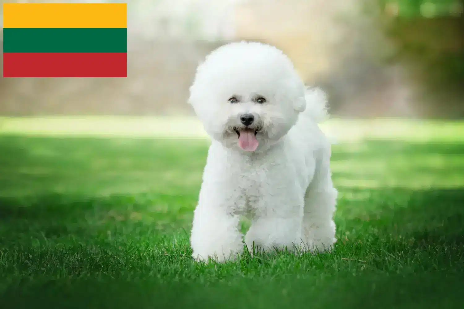 Read more about the article Bichon Frisé tenyésztők és kiskutyák Litvániában