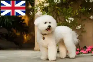 Read more about the article Bichon Frisé tenyésztők és kiskutyák Nagy-Britanniában