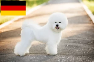 Read more about the article Bichon Frisé tenyésztők és kiskutyák Németországban