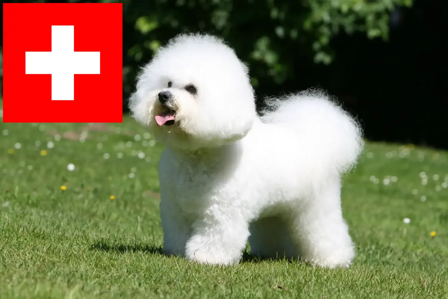 Read more about the article Bichon Frisé tenyésztők és kiskutyák Svájcban