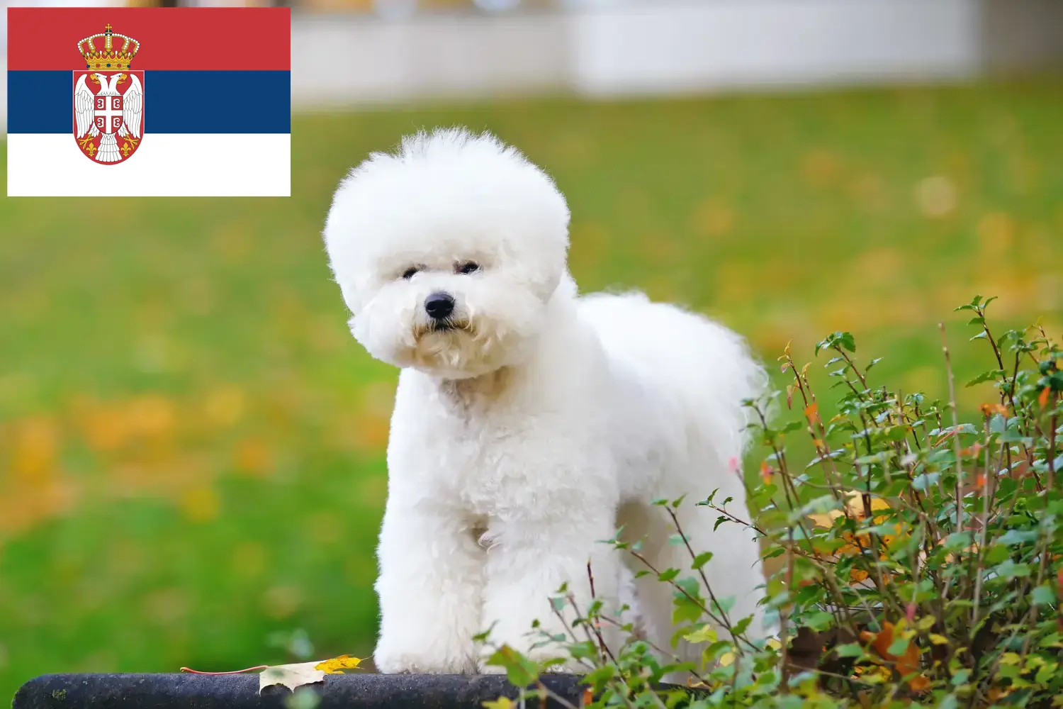 Read more about the article Bichon Frisé tenyésztők és kiskutyák Szerbiában