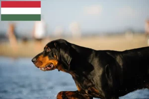 Read more about the article Black and Tan Coonhound tenyésztők és kölykök Magyarországon