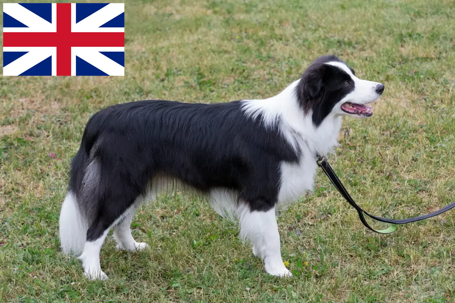 Read more about the article Border Collie tenyésztők és kölykök Nagy-Britanniában