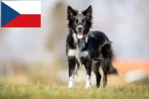 Read more about the article Border Collie tenyésztők és kölykök Csehországban