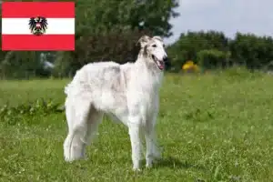 Read more about the article Borzoi tenyésztők és kölykök Ausztriában