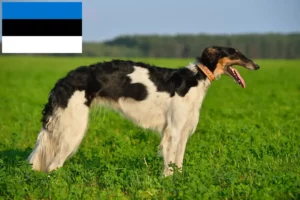 Read more about the article Borzoi tenyésztők és kölykök Észtországban