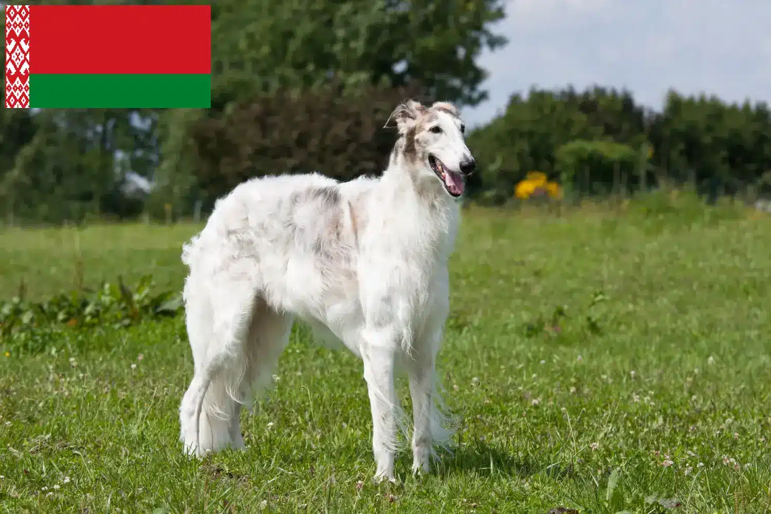 Read more about the article Borzoi tenyésztők és kölykök Fehéroroszországban