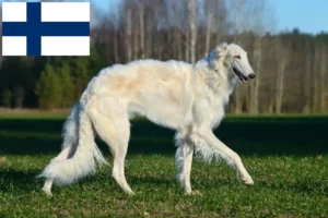 Read more about the article Borzoi tenyésztők és kölykök Finnországban