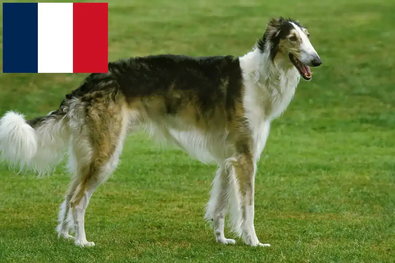 Read more about the article Borzoi tenyésztők és kölykök Franciaországban