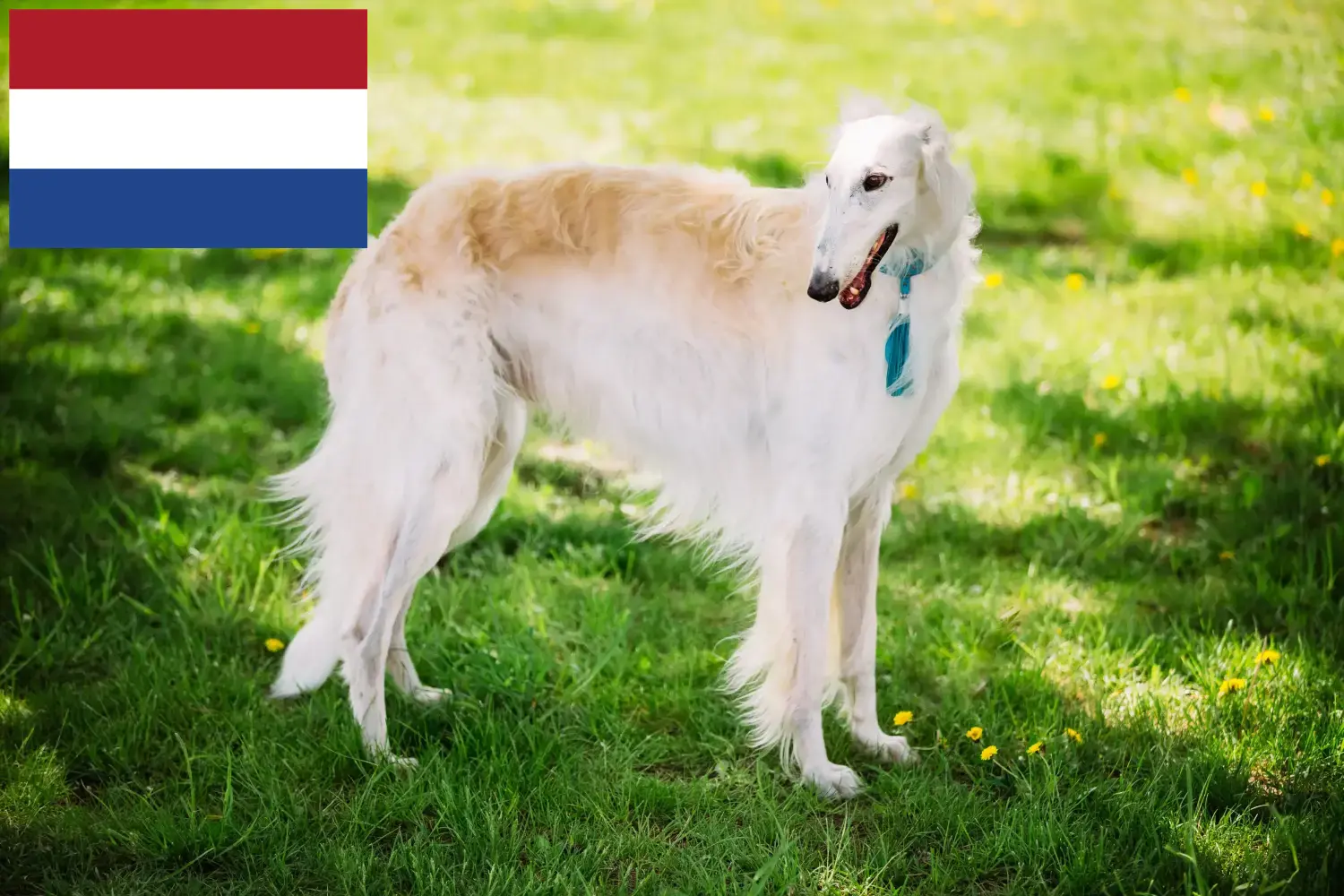 Read more about the article Borzoi tenyésztők és kölykök Hollandiában