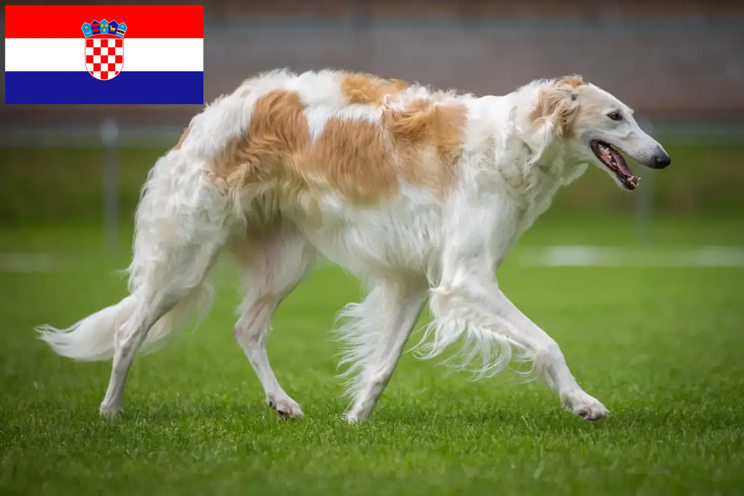 Read more about the article Borzoi tenyésztők és kölykök Horvátországban