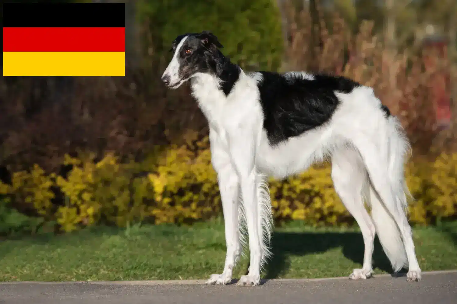 Read more about the article Borzoi tenyésztők és kölykök Németországban