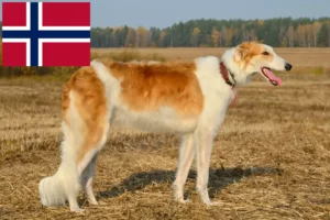 Read more about the article Borzoi tenyésztők és kölykök Norvégiában