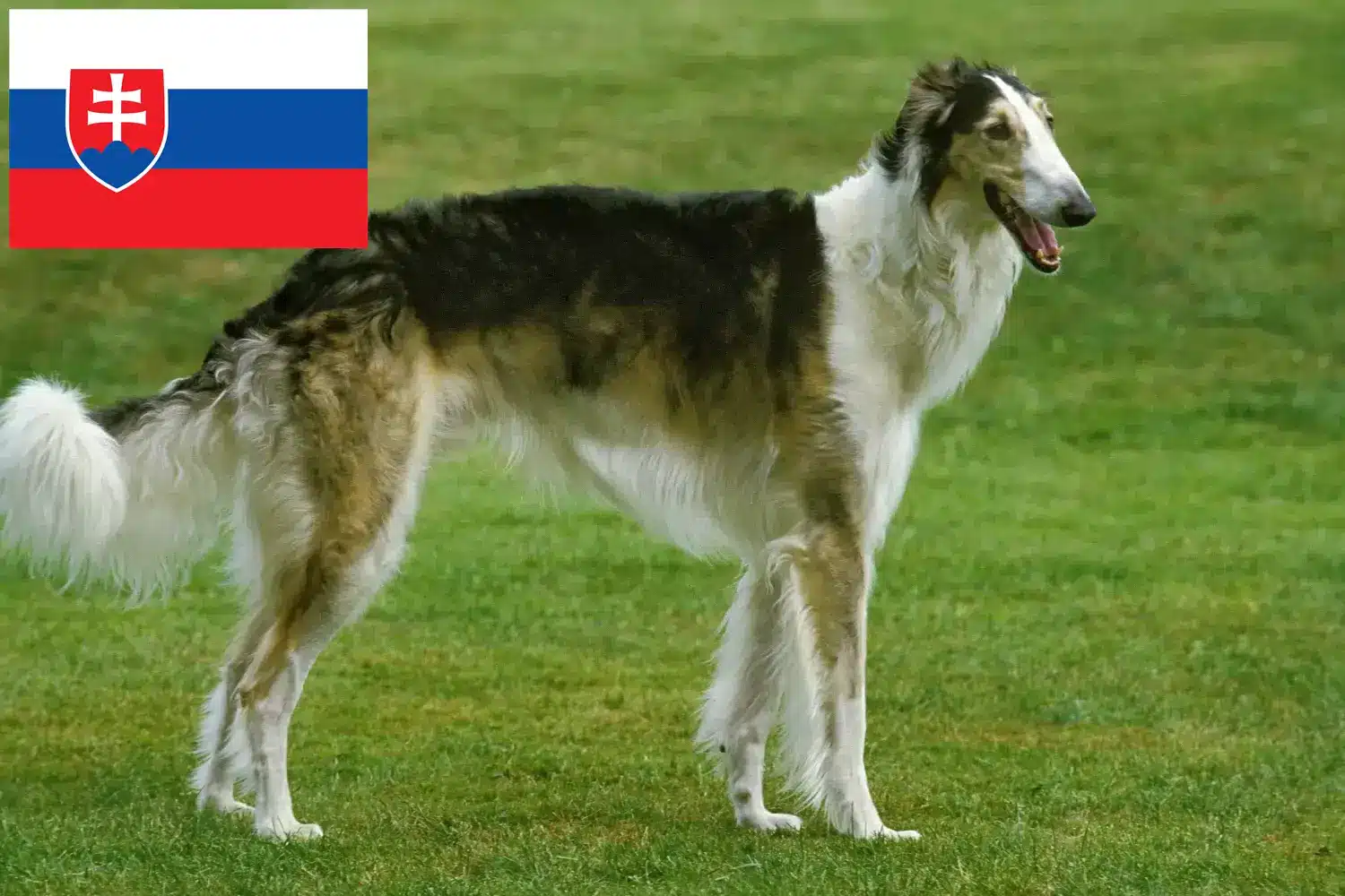 Read more about the article Borzoi tenyésztők és kölykök Szlovákiában