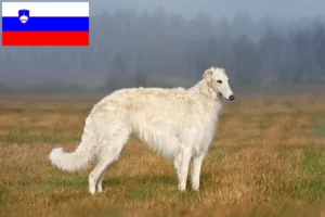 Read more about the article Borzoi tenyésztők és kölykök Szlovéniában