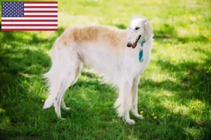 Read more about the article Borzoi tenyésztők és kölykök az USA-ban