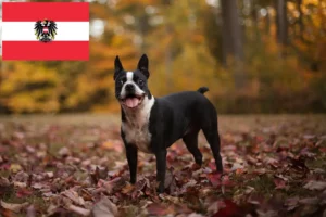 Read more about the article Boston terrier tenyésztők és kölykök Ausztriában