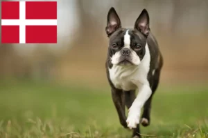 Read more about the article Boston terrier tenyésztők és kölykök Dániában