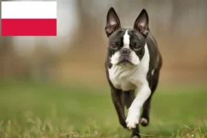 Read more about the article Boston terrier tenyésztők és kölykök Lengyelországban