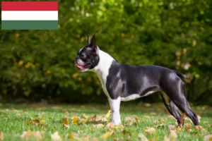 Read more about the article Boston terrier tenyésztők és kölykök Magyarországon