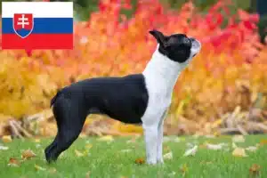 Read more about the article Boston terrier tenyésztők és kölykök Szlovákiában