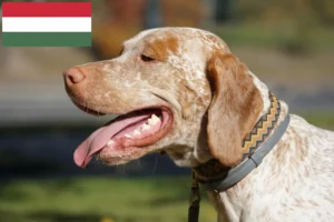 Read more about the article Braque du Bourbonnais tenyésztők és kiskutyák Magyarországon