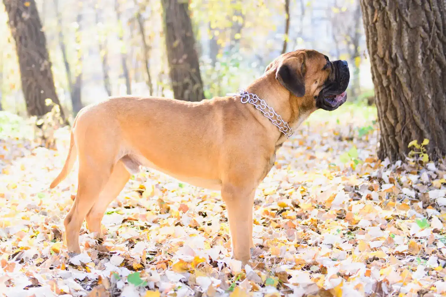 Read more about the article Bullmastiff tenyésztő