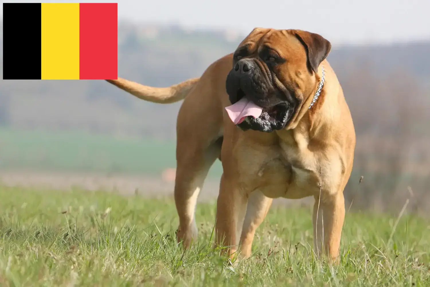 Read more about the article Bullmastiff tenyésztők és kölykök Belgiumban