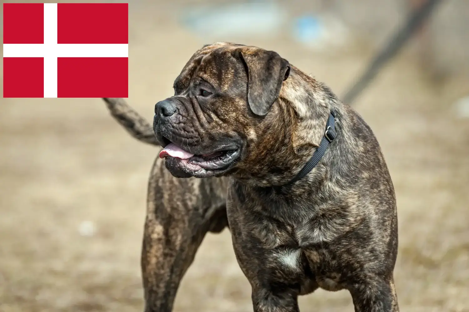 Read more about the article Bullmastiff tenyésztők és kölykök Dánia területén