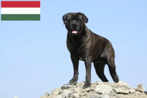 Read more about the article Bullmastiff tenyésztők és kölykök Magyarországon