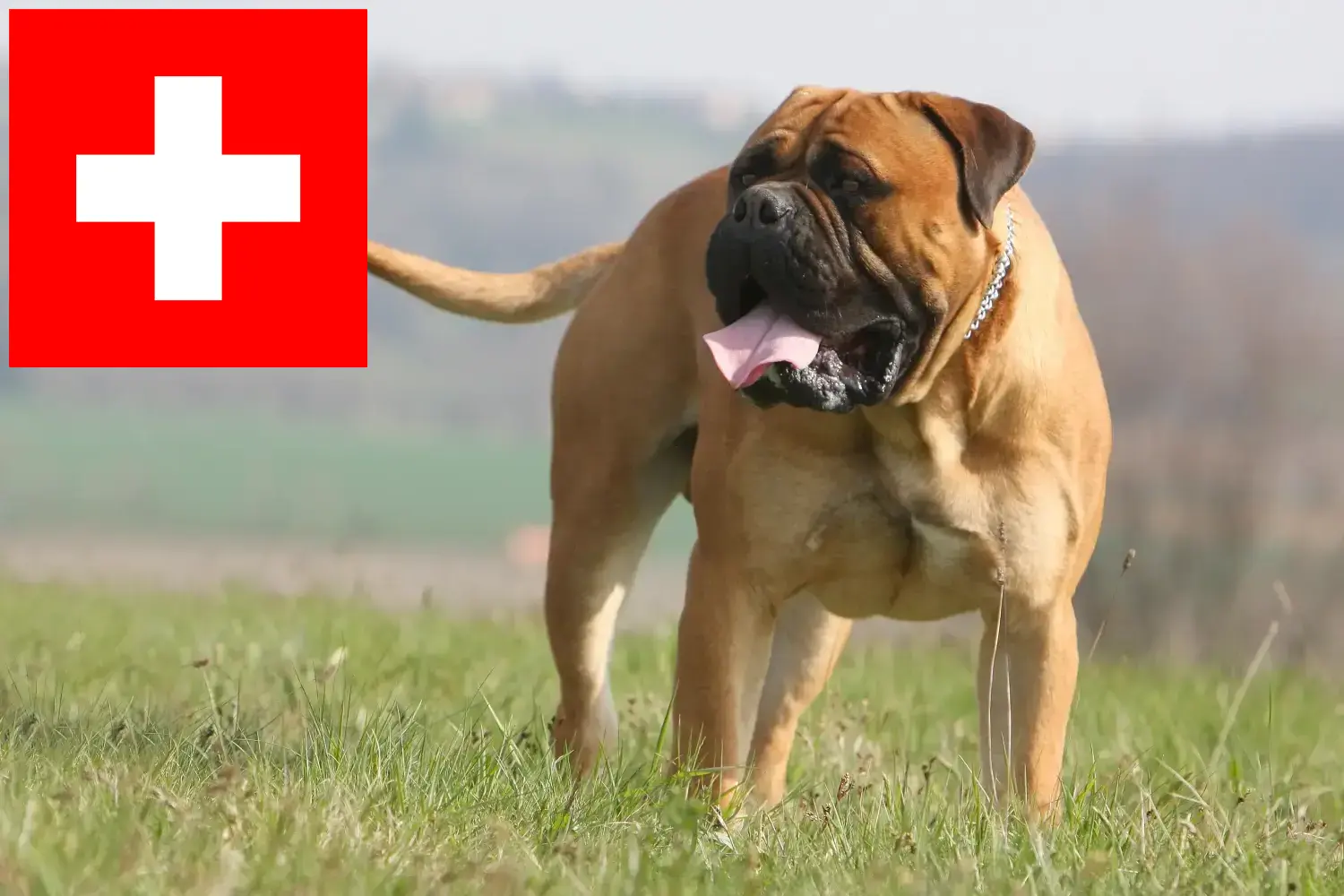 Read more about the article Bullmastiff tenyésztők és kölykök Svájcban