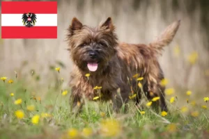 Read more about the article Cairn terrier tenyésztők és kölykök Ausztriában