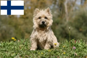 Read more about the article Cairn terrier tenyésztők és kölykök Finnországban