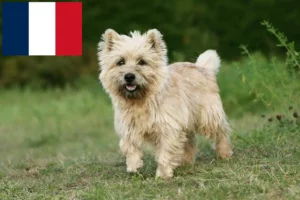 Read more about the article Cairn terrier tenyésztők és kölykök Franciaországban