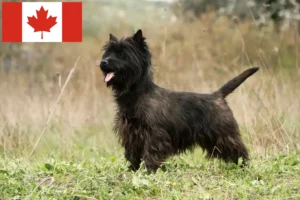 Read more about the article Cairn terrier tenyésztők és kölykök Kanadában