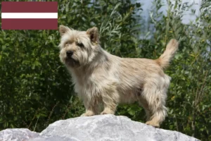 Read more about the article Cairn terrier tenyésztők és kölykök Lettországban