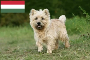 Read more about the article Cairn terrier tenyésztők és kölykök Magyarországon