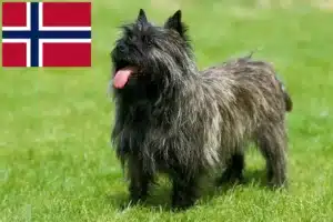 Read more about the article Cairn terrier tenyésztők és kölykök Norvégiában