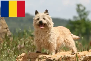 Read more about the article Cairn terrier tenyésztők és kölykök Romániában